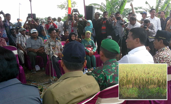 Suplai Beras Lampaui Kebutuhan, Kenaikan Harga Ulah Pedagang